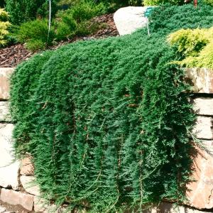 Можжевельник горизонтальный Вилтони C 7,5 30-40 1