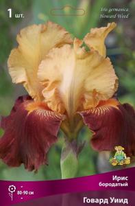 Ирис бородатый Говард Уиид (верхние доли желто-абрикосовые, нижние - малиново-красные, 1шт, h85см)