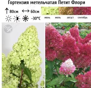 Гортензия метельчатая Петит Флори С7,5 ГлХ
