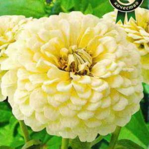 Цинния Сенсация Кремовая 12шт Одн 40см (Аэлита)