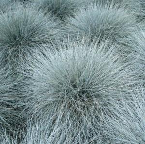 Овсяница сизая Варна С3 (Питомник Малахит)