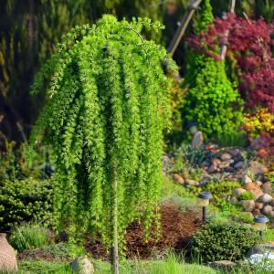 Лиственница кемпфера Стифф Випер C7,5 Шт 150 1