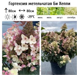 Гортензия метельчатая Би Хеппи  С5 НАп-23 (белый)