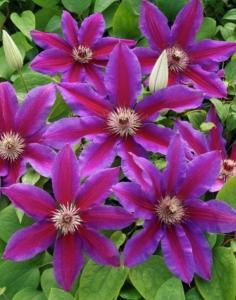 Клематис крупноцветковый Акаиши C2 (ПДИ)