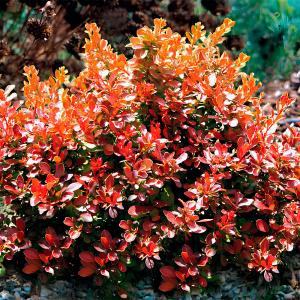 Барбарис тунберга Адмирейшен C 3 20-30 1