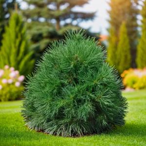 Сосна обыкновенная Глобоза Виридис C5 2