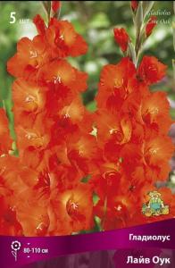 Гладиолус крупноцветковый  Лайв Оук (цвет медно-оранжевый со светлеющим горлом, 5шт, 12-14)