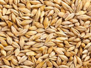 Ячмень 25кг -ПОДХОДИТ ДЛЯ ОСЕННЕНЕГО ПОСЕВА-зеленое удобрение, ценная кормовая культура Ячмень 25кг -ПОДХОДИТ ДЛЯ ОСЕННЕНЕГО ПОСЕВА-зеленое удобрение, ценная кормовая культура