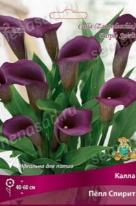 Калла Пепл Спирит 2шт (нежно фиолетовый, 12/14)