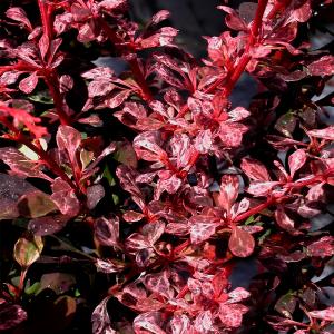 Барбарис тунберга Адмирейшен C 3 20-30 3