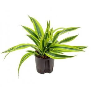 Драцена фрагранс Лемон Лайм копстек, кор. (D-12)