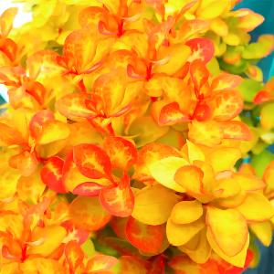 Барбарис тунберга Саммер Сансет C 3 20-30 1