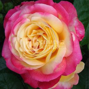 Роза Восточный экспресс 1шт чайно-гибридная (Сем Алт)