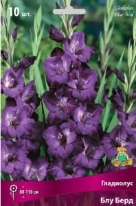 Гладиолус Блу Берд 10-12 крупн. 10шт
