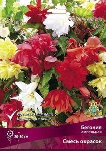 Бегония смесь Ампельная окрасок 3шт.5-6 -бел,красн,желт,оранж