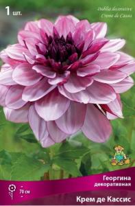 Георгина декоративная Крем де Кассис