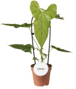 Антуриум Балаоанский D12 H45