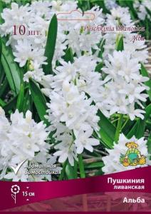 Пушкиния ливанская Альба 10шт (светло-голубой, 6-+, h15см)