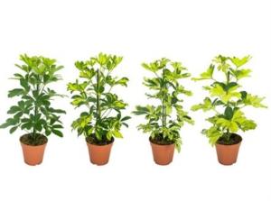 Schefflera Mix