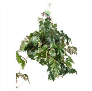 Сиссус Эллен Даника Хангпот 17см Сиссус Эллен Даника Хангпот 17см