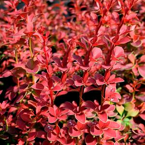 Барбарис тунберга Голден Ринг C 3 20-30 1