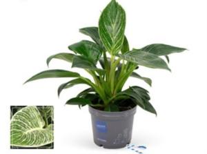 Филодендрон Карма белый, уп. (D-12) Филодендрон Карма белый, уп. (D-12)