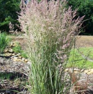 Вейник остроцветковый Oвердам С3 (Питомник Малахит)