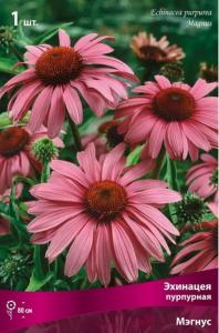 Эхинацея пурпурная Мэгнус 1шт.