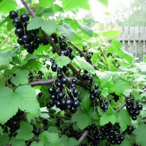 Смородина черная Селеченская-2