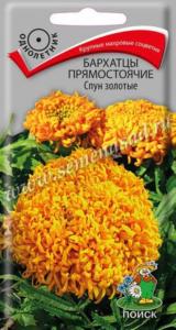 Бархатцы пр. Спун золотые 0,1г 40см (Поиск)