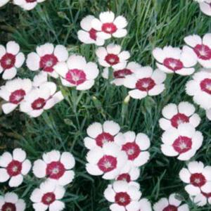 Гвоздика травянка Цветущий Миндаль 0,05 г Мн (Сем Алт)