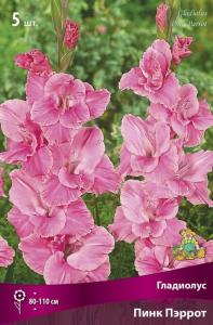 Гладиолус крупноцветковый Пинк Пэррот (меняется плавно от светлого до малиново-розового, 5шт, 12-14)