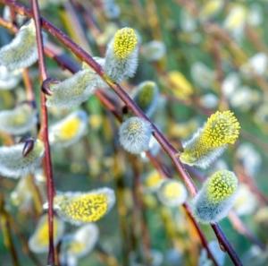 Ива козья Кильмарнок Шт-180 C5 РСав-23