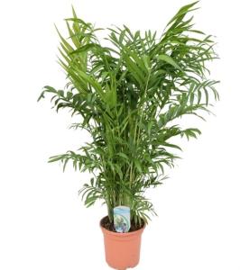 Хамедорея Элеганс 20см