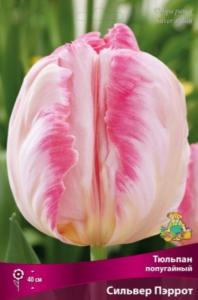 Тюльпан Попугайный Сильвер Пэррот 7шт ( слоновой кости с крем-желт язычками,11-12, h40см)