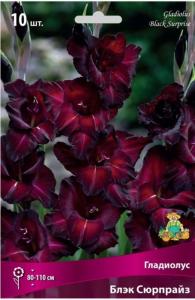 Гладиолус Блэк Сюрпрайз 10шт 10-12