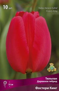 Тюльпан Дарвинов гибрид Фостери Кинг 10шт (бокал красный с крем-желт донцем, 11-12, h55см) Тюльпан Дарвинов гибрид Фостери Кинг 10шт (бокал красный с крем-желт донцем, 11-12, h55см)