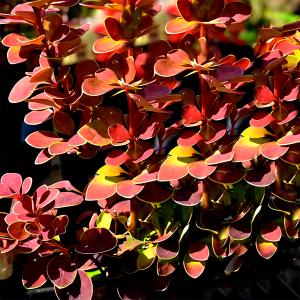 Барбарис тунберга Оранж Санрайз C3 20-30 1