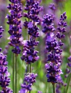 Скриншот 14-04-2026 150603