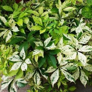 Виноград девичий пятилисточковый (Parthenocissus quinquefolia STAR SHOWERS Monham) C-2 Н60-70    