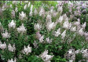 Сирень Венгерская (Syringa josikaea) С10, 90-120см