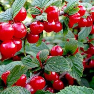 Вишня войлочная Натали (Питомник ВН)