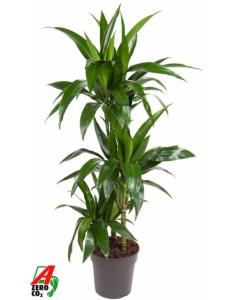 Drac Janet Craig Compacta On Stem Drac Janet Craig Compacta On Stem