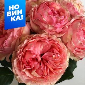 Роза Саламансар 1шт чайно-гибридная (Сем Алт)