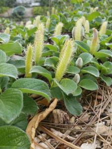 Ива курильская (Salix kurilensis) P13 Н20 - 25