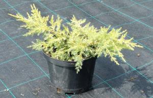 Можжевельник китайский Куривао Голд (Juniperus chinen. Kuriwao Gold С3)