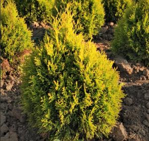 Скриншот 19-11-2024 102409