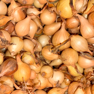 Лук-севок Штуттгартер Ризен желтый 821 20кг ГолландияРоссия Лук-севок Штуттгартер Ризен желтый 821 20кг ГолландияРоссия