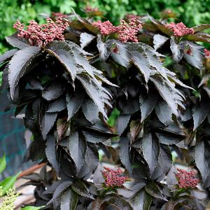 Бузина черная Блек Тауер C3 1