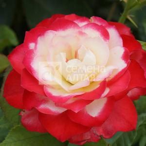 Роза Дабл Делайт 1шт